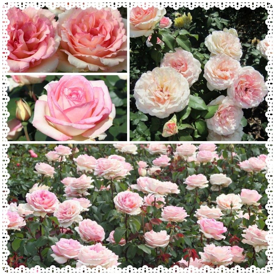 Róża wielkokwiatowa Souvenir de Baden - Baden